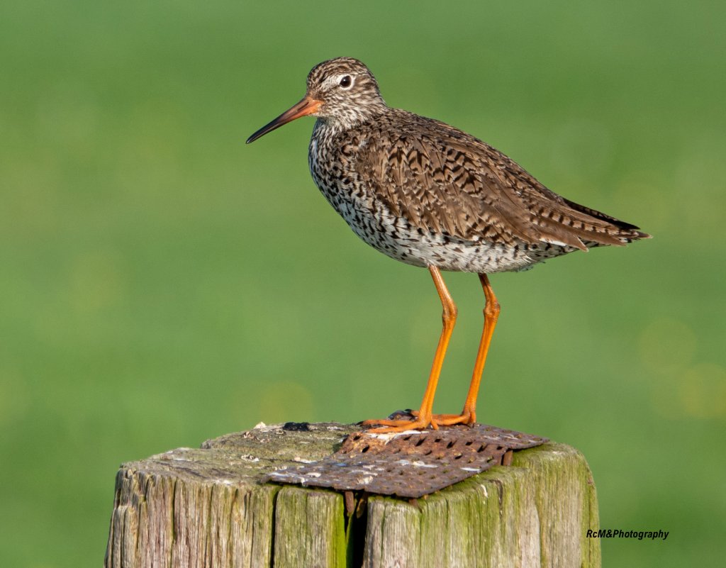 Een prachtige Tureluur staat fier op wacht in het Friese weideland, een teken van een gezond en levendig ecosysteem. Zijn aanwezigheid is een belofte voor de biodiversiteit.