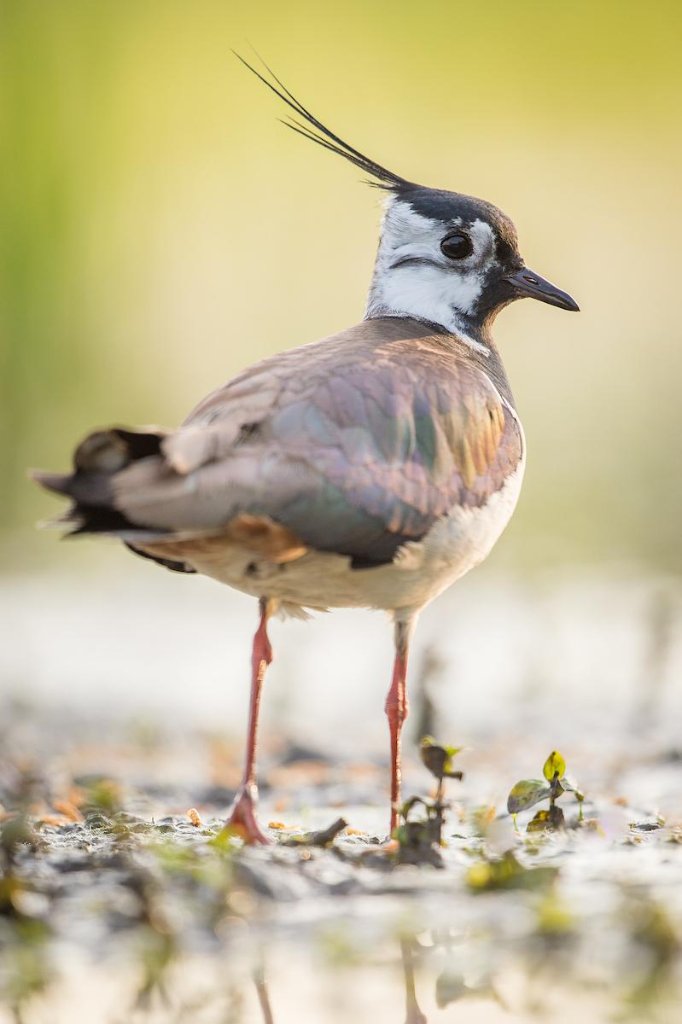 Wat een prachtig gezicht, deze trotse kievit op het Friese greideland! Een teken van hoop voor onze weidevogels en de biodiversiteit die we koesteren.