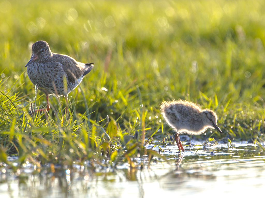 Een Tureluur waakt over haar pluizige kuiken in het Friese weideland. Een hartverwarmend beeld van nieuw leven en hoop voor onze weidevogels. Zo beschermen we de toekomst van Fryslân!